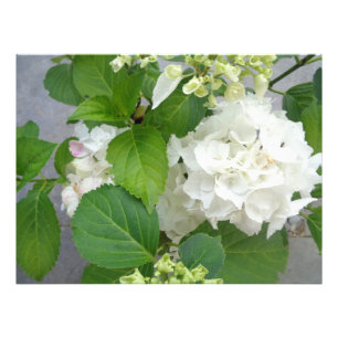 Hydrangea Flower Green White Nature Garden Plants Photo Print