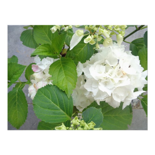 Hydrangea Flower Green White Nature Garden Plants Photo Print (Front)