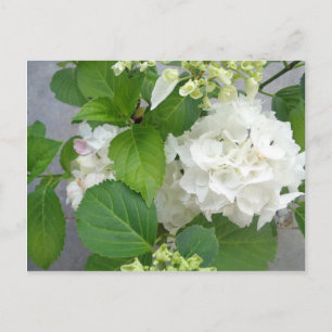 Hydrangea Flower Green White Nature Garden Plants Postcard