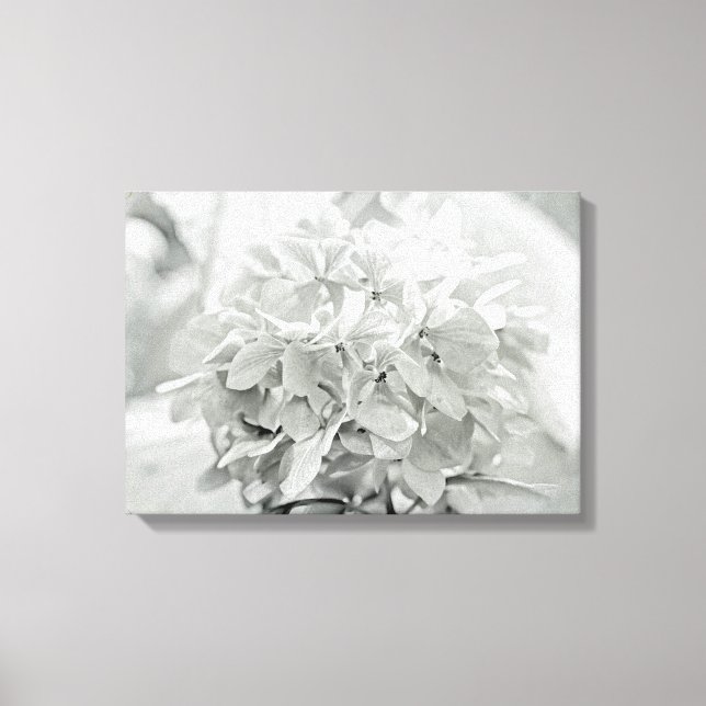Hydrangea Flower In Black And White - Mostly White Canvas Print (Front)