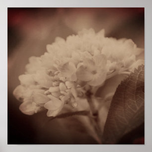 Hydrangea Flower In Vintage Sepia Poster