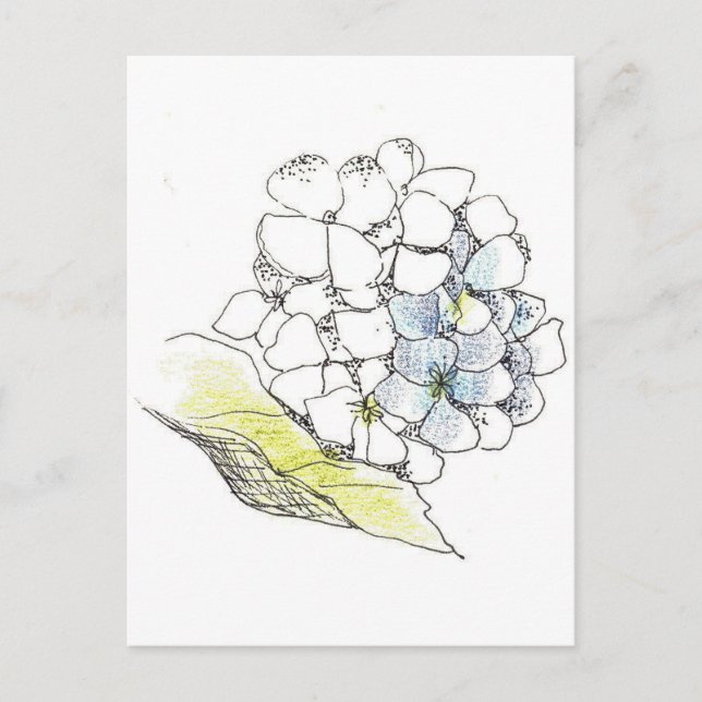 Hydrangea Flower Pen and Ink Drawing Postcard (Front)