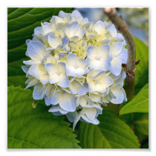 Hydrangea Flower Photo Print