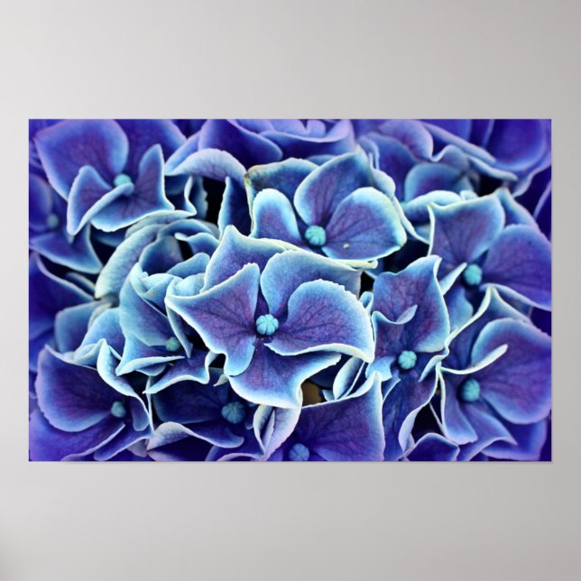 Hydrangea Flower Poster (Front)