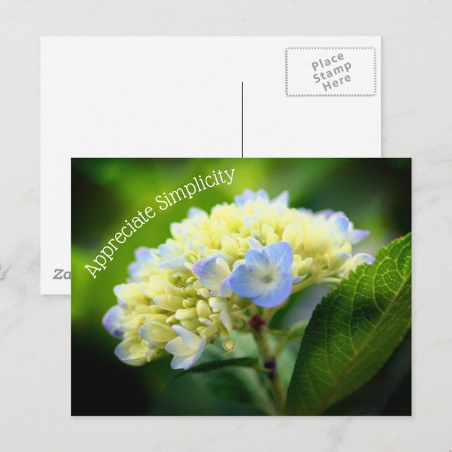Hydrangea Flower Simplicity Inspirational  Postcard (Front/Back)