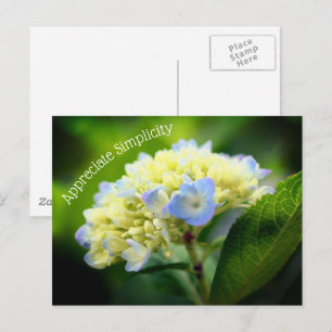 Hydrangea Flower Simplicity Inspirational  Postcard