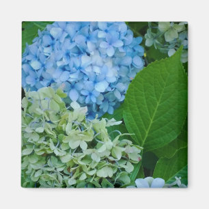 Hydrangea Flowers Magnet