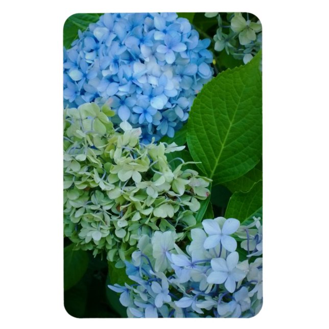 Hydrangea Flowers Magnet (Vertical)