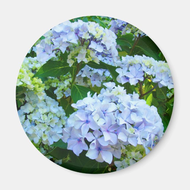 Hydrangea Flowers magnet gifts Blue Green garden (Front)