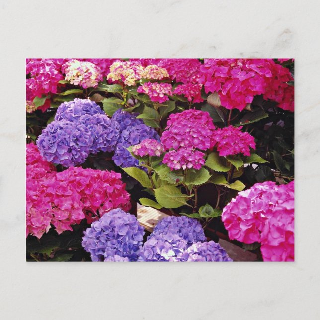 Hydrangea flowers postcard (Front)