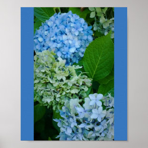 Hydrangea Flowers Poster