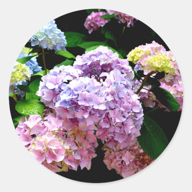 Hydrangea Garden Classic Round Sticker (Front)