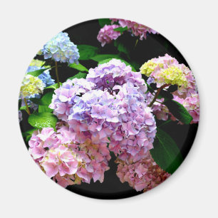 Hydrangea garden, pink, blue, purple floral magnet