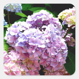 Hydrangea garden, pink, blue, purple floral square sticker