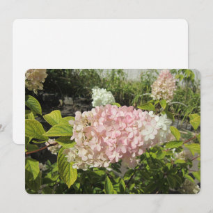 Hydrangea Grandiflora Holiday Card