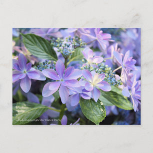 Hydrangea hybrida 'Dance Party' [Postcard] Postcard