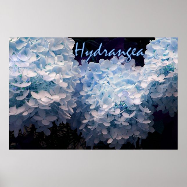 Hydrangea in Blue Poster (Front)