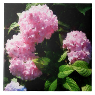 Hydrangea in Sunshine Tile