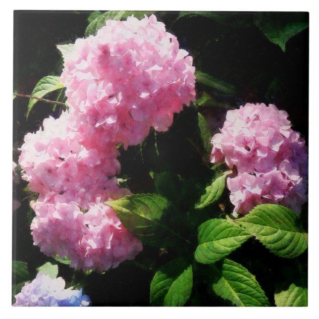 Hydrangea in Sunshine Tile (Front)