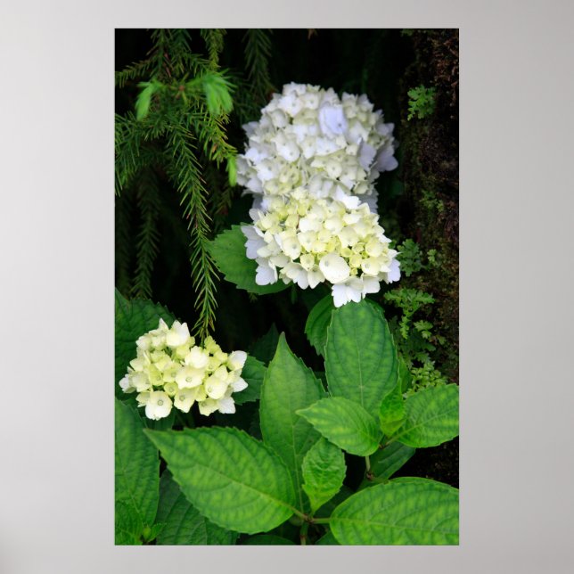 Hydrangea in the forest poster (Front)