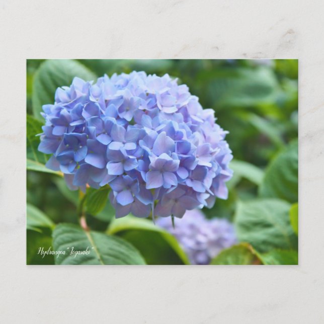 Hydrangea “Jogasaki” [Postcard] ポストカード Postcard (Front)