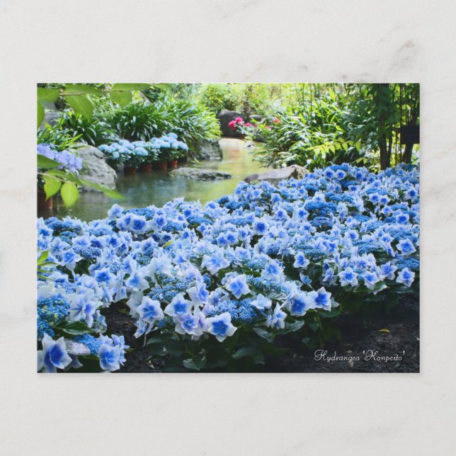 Hydrangea 'Konpeito' [Postcard] Postcard (Front)