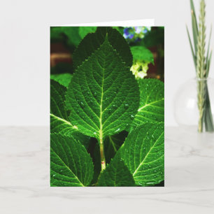 "hydrangea leaves '' card