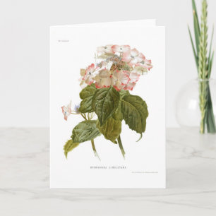 Hydrangea lindleyana card
