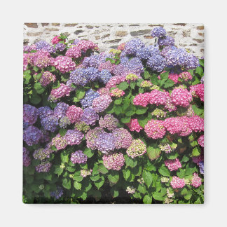 Hydrangea Magnet