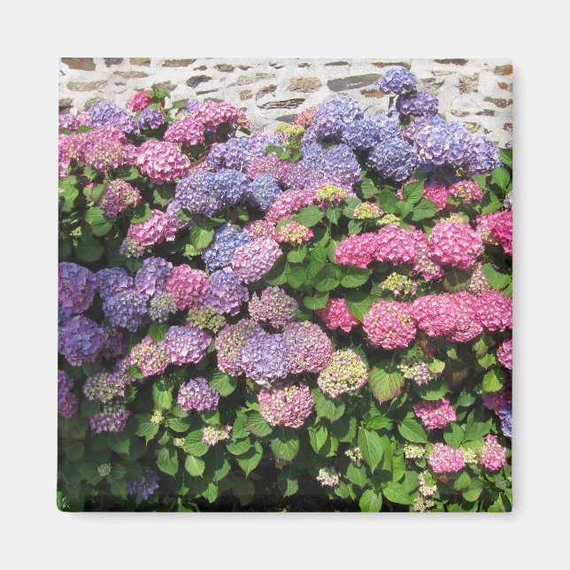 Hydrangea Magnet (Front)