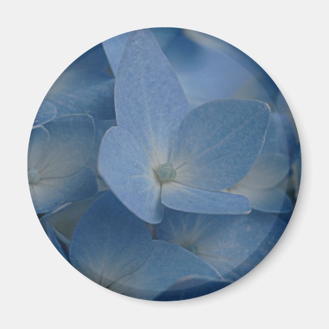 hydrangea magnet (Front)