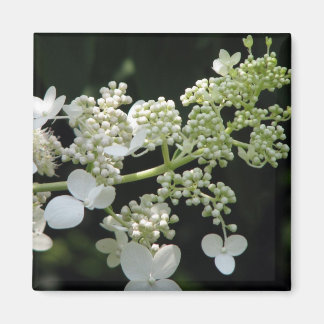 Hydrangea Magnet