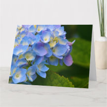 Hydrangea Note Card