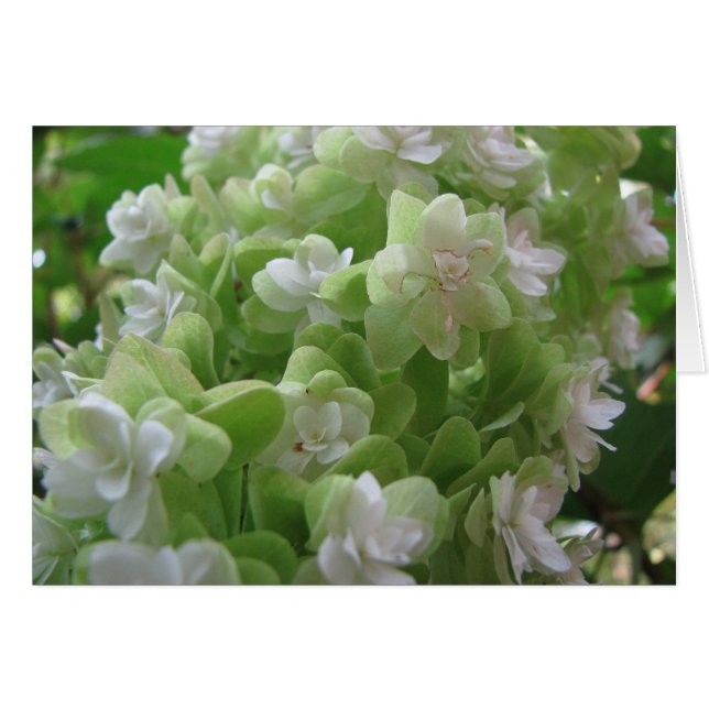 hydrangea oak (Front Horizontal)