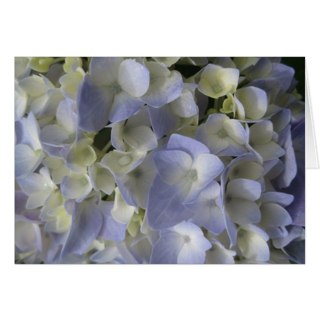 Hydrangea petals (Front Horizontal)
