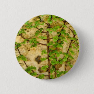 Hydrangea petiolaris Badge