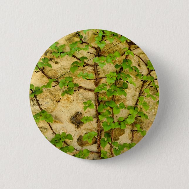 Hydrangea petiolaris Badge (Front)