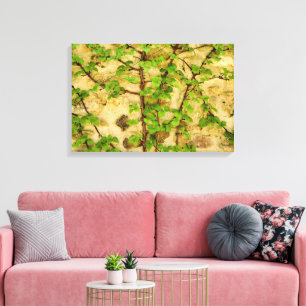 Hydrangea petiolaris canvas print