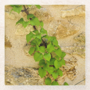 Hydrangea petiolaris glass coaster