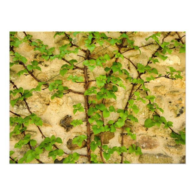 Hydrangea petiolaris photo print (Front)