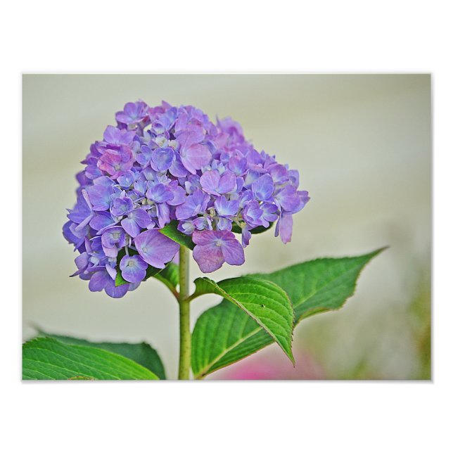 Hydrangea Photo Print (Front)