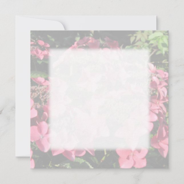 Hydrangea. Pink flowers. Soft Pastel Colours. (Front)