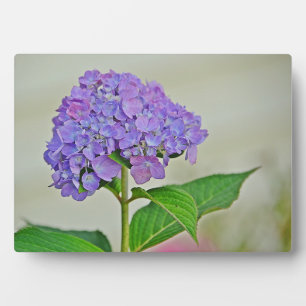 Hydrangea Plaque