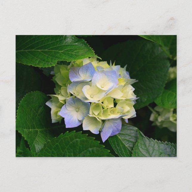 hydrangea postcard (Front)