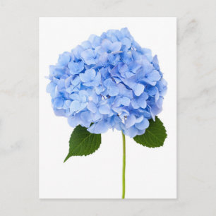 Hydrangea Postcard