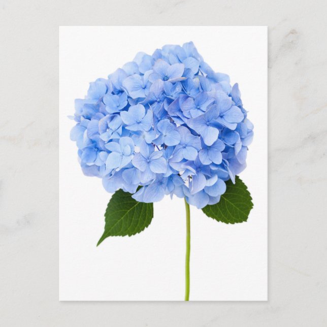 Hydrangea Postcard (Front)