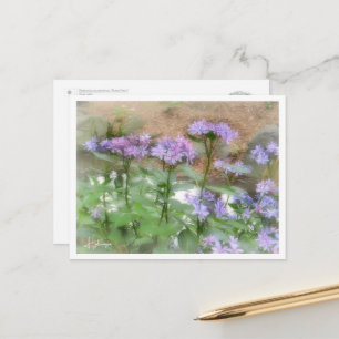 Hydrangea Postcard