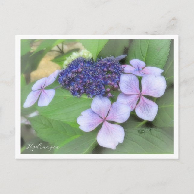 Hydrangea Postcard (Front)