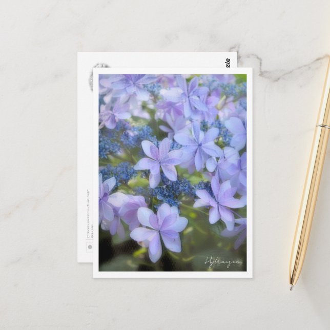 Hydrangea Postcard (Front/Back In Situ)