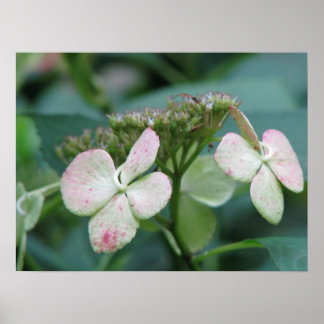 Hydrangea Poster
